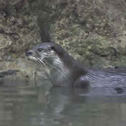 Otter. Photo: Mick Hoult