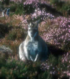 photograph of a wallaby