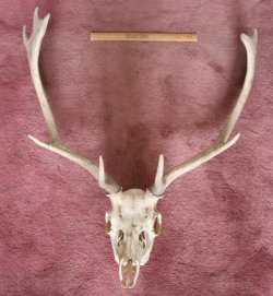 Fallow deer skull and antlers. Photo:Debbie Court