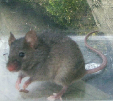 photo of house mouse